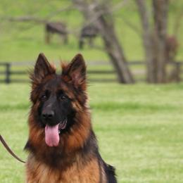 Prema - German Shepherd