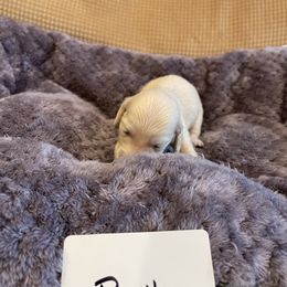 Dachshund Puppies from Forever home dachshunds