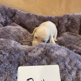 Dachshund Puppies from Forever home dachshunds