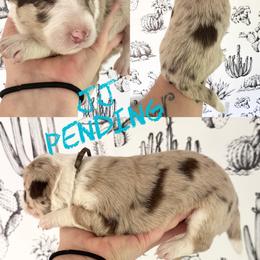 JJ - Red merle female Border Collie puppy in Sanger, California from Flying M Cactus Ranch Buddies