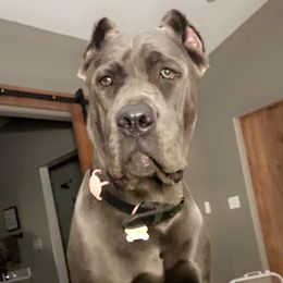 Demi - Cane Corso