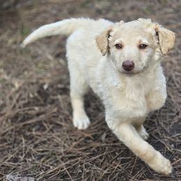 Girl 2 - Aussiedoodle puppy from Feather Branch Farm and Kennel