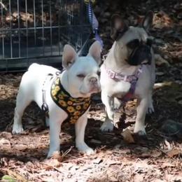Ice Bear - French Bulldog