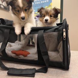 Shetland Sheepdog All Grown Up from Huckleberry Farms Shelties