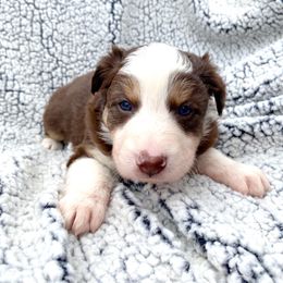 Girl 3 - Australian Shepherd puppy in Stanwood, Michigan from Double T Aussies