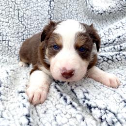 Girl 3 - Australian Shepherd puppy in Stanwood, Michigan from Double T Aussies