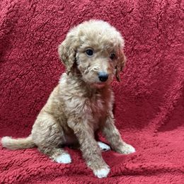 Fuchsia - Apricot female Goldendoodle puppy in Bakersfield, California from Lavish Doodles