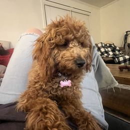 Sadie - Havapoo