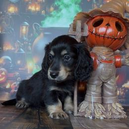 Sirius - Black and cream male Dachshund puppy in Floresville, Texas from Muddy River Dachshunds
