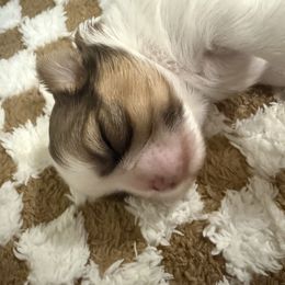 Shih Tzu Puppies from Wood Foo Breeders