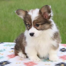 Phoebe - Sable female Pembroke Welsh Corgi puppy in Fayetteville, Arkansas from Intergalactic Corgis