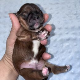 Puppy 4 - Red female Companion Cross puppy in Kettering, Ohio from The Ruff Life Tribe