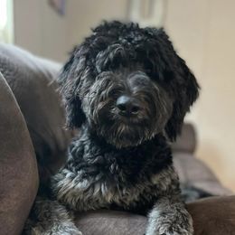 Aussiedoodles and Poodles from Deaton's Oodles of Doodles & Poodles