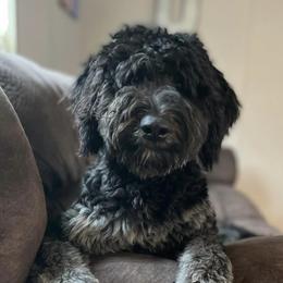 Aussiedoodles and Poodles from Deaton's Oodles of Doodles & Poodles