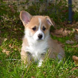 Pembroke Welsh Corgi Puppies from Cottonwood Corgis