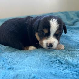 Peep - Black tri male Toy Australian Shepherd puppy in Norco, California from River Springs Aussies