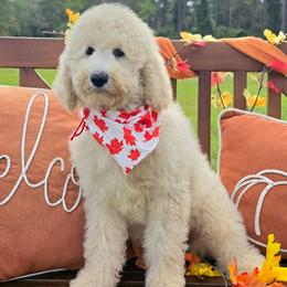 Maggie's Red Boy - Cream male Goldendoodle puppy in Kountze, Texas from Texas Doodles LLC