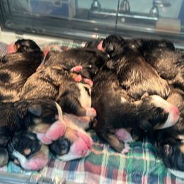 Boy 2 - Black, white and red Greater Swiss Mountain Dog puppy in Knoxville, Maryland from Dahlgren Swissys