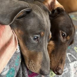 Dachshunds from Beaks and Barks, LLC