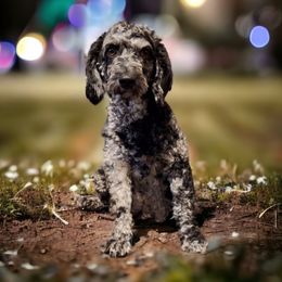 Charlette - Goldendoodle