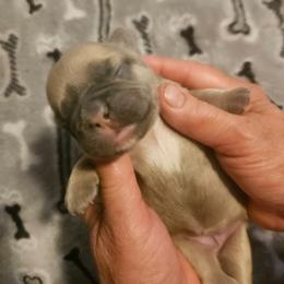 Alice - Fawn and white female French Bulldog puppy in Bend, Oregon from High Lakes Frenchies