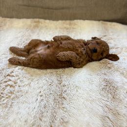 Rocket - Red  male Goldendoodle puppy in North Highlands, California from The Purrfectpups
