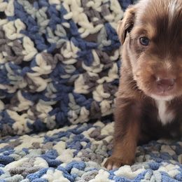 Australian Shepherd Puppies from Slemmer Aussies