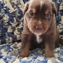 Australian Shepherd Puppies from Slemmer Aussies