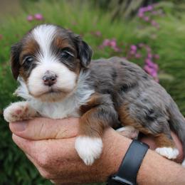 Ruby - Blue merle female Bernedoodle puppy in Eagle Mountain, Utah from Fur Real Puppies.