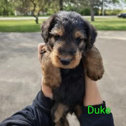 Duke - green collar - Black and tan male Airedale Terrier puppy in St. Cloud, Minnesota from RegalAire Kennels