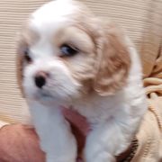 Sadie - Cavachon puppy from The House of Wiggle Waggle