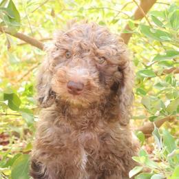 Leo - Red merle male Aussiedoodle puppy in Apache Junction, Arizona from Loving Doodle