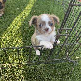 Bracco Italiano and Chihuahua Puppies from Snow Peak Kennel