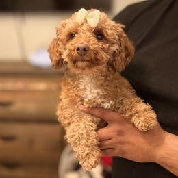 Allie bear - Red  female Poodle puppy in Munster, Indiana from Miranda’s Sunshine Poodles and Doodles