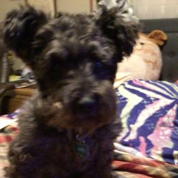 Miniature Schnauzers from DeV Walter’s Miniature Schnauzers