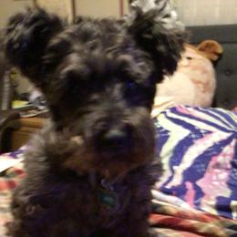 Miniature Schnauzers from DeV Walter’s Miniature Schnauzers