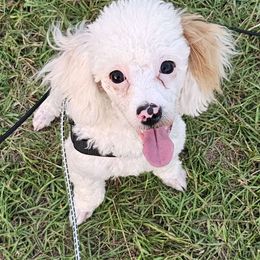 Rocky - Poodle