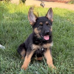 Zena - Black and red female German Shepherd puppy in Whitewater, California from Vom Haus Metzler Shepherds