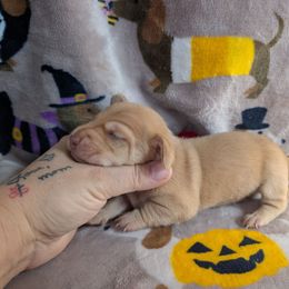 Frankie - Cream male Dachshund puppy in Barnard, Missouri from KB Doxies