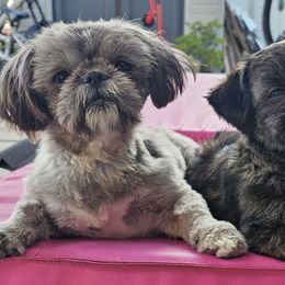 Shih Tzus from Ju Shih Tzu