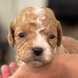 Boy 2 - male Cockapoo puppy in Waco, Texas from Cedar Ranch