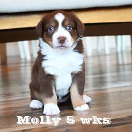 MISS MOLLY RTF - Red tri-color female Miniature American Shepherd puppy in Pasco, Washington from ROCK CREEK LABRADORS Pasco, WA