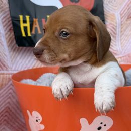Chocolate Piebald Rocky - Piebald male Dachshund puppy in Sumrall, Mississippi from JP’s Dachshunds
