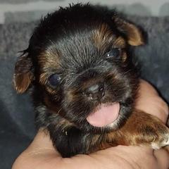 Shih Tzus and Shorkies from Rolling Meadows Shih tzus