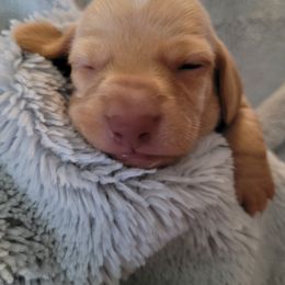 Girl - Red female Dachshund puppy in Weatherford, Texas from Star-Key's Dachshunds