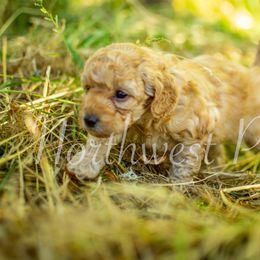 Poodle Puppies from Northwest pets Poodles