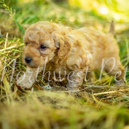 Poodle Puppies from Northwest pets Poodles