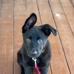 German Shepherd Puppies from German Shepherds Vom Der Goldstadt