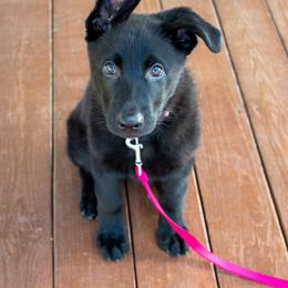 German Shepherd Puppies from German Shepherds Vom Der Goldstadt