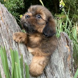 ADOPTED - female Lhasa Apso puppy in Bell, Florida from Maryann & Kandis